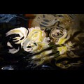 Flowing still lifes (parte 1)